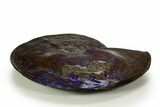 Museum Quality Ammonite (Ammolite) Fossil - Rare Purple! #313395-4